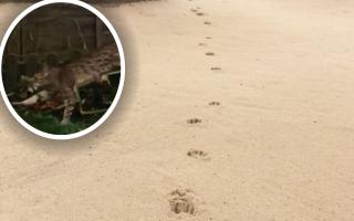 Footprints and pictures of big cats have been captured around Hertfordshire.