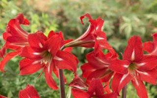 Amaryllis Christmas Star