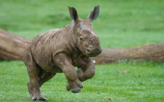 Baby rhino at Whipsnade Zoo. Credit: Dominic Lipinski/ Whipsnade Zoo.